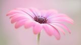 Jane Dibnahs "Cape Daisy" zeigt die kompakten Staubblätter dieses pinken Kabkörbchens