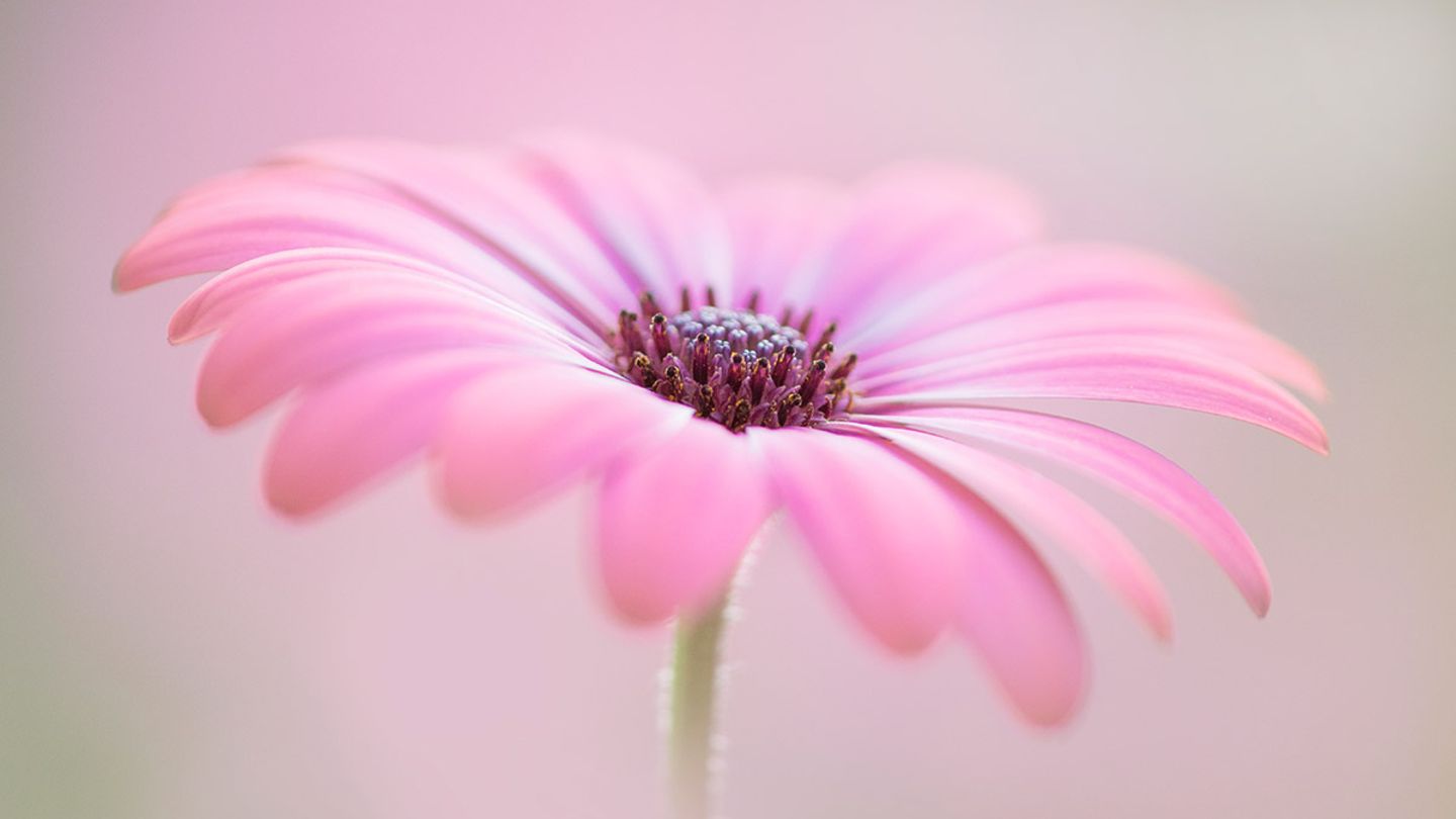 Jane Dibnahs "Cape Daisy" zeigt die kompakten Staubblätter dieses pinken Kabkörbchens