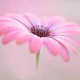 Jane Dibnahs "Cape Daisy" zeigt die kompakten Staubblätter dieses pinken Kabkörbchens