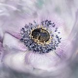 Auf Platz eins des Rankings die Blütennahaufnahme "Panta Rhei" von Lizzy Petereit aus Bremen