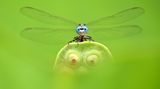 Das Foto von Minghui Yuan aus China zeigt eine Libelle, die auf einem Lotus-Blatt ruht.