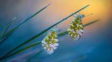"Cold Morning Tips" zeigt zwei Schmetterlinge