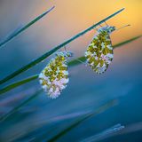 "Cold Morning Tips" zeigt zwei Schmetterlinge