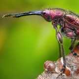 Richard Kubica aus der Slowakei belegt Platz zwei mit seiner "Big Nose"