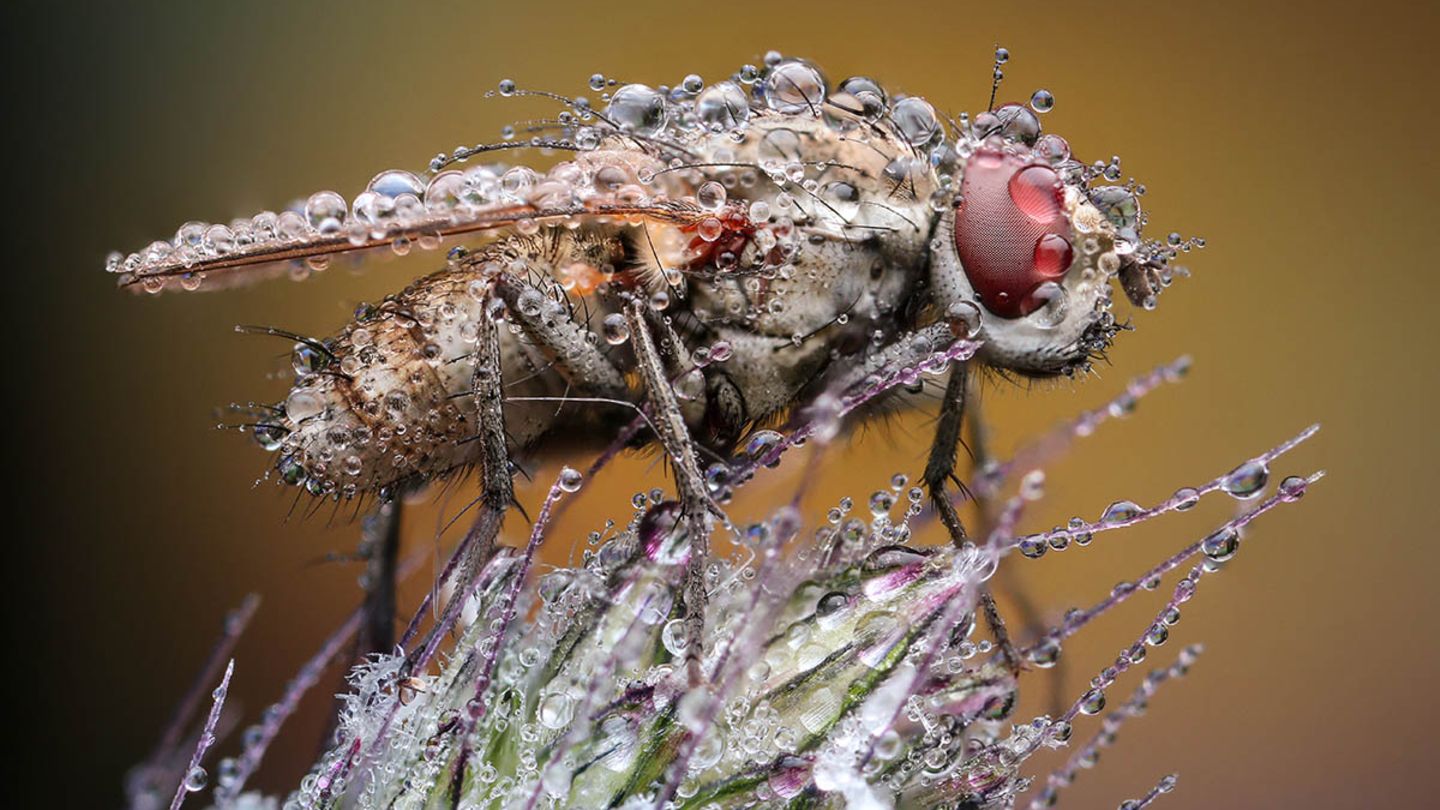 Und auch Richard Kubica aus der Slowakei hat mehrere Fotos eingereicht: "Shower Fly" kommt dieser Hausfliege faszinierend nah Und auch Richard Kubica aus der Slowakei hat mehrere Fotos eingereicht: "Shower Fly" kommt dieser Hausfliege faszinierend nah