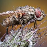 Und auch Richard Kubica aus der Slowakei hat mehrere Fotos eingereicht: "Shower Fly" kommt dieser Hausfliege faszinierend nah