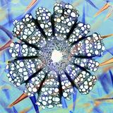 "Deutzia & Clematis" vom Iren Steve Lowry zeigt den Querschnitt eines Clematis-Sterns