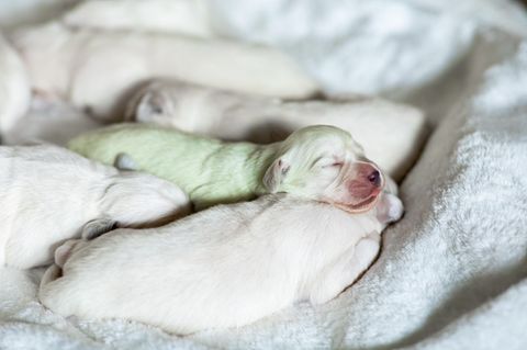 Neben weißen Hundewelpen liegt ein grünlich schimmernder