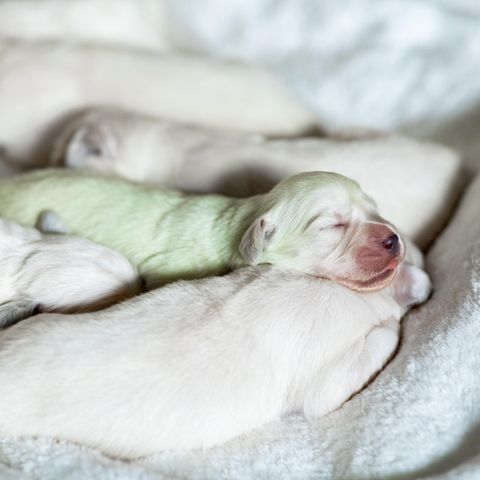 Neben weißen Hundewelpen liegt ein grünlich schimmernder