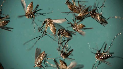 Zika in Europa: Gelbfiebermücken liegen in einer Petrischale