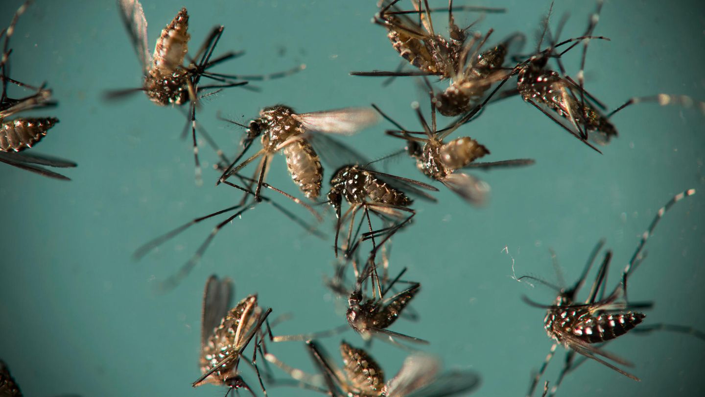 Zika in Europa: Gelbfiebermücken liegen in einer Petrischale