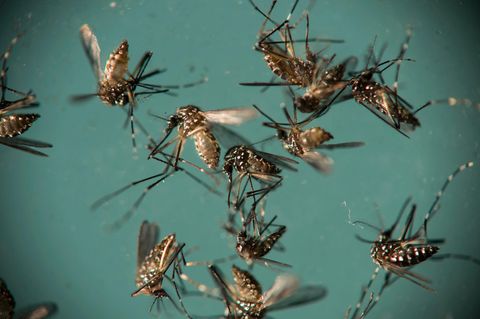 Zika in Europa: Gelbfiebermücken liegen in einer Petrischale