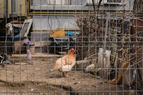 Im Haus in Florida fanden sich neben Müll und Gerümpel 245 Tiere
