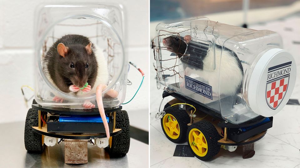 USA: Forscher bringen Ratten das Autofahren bei