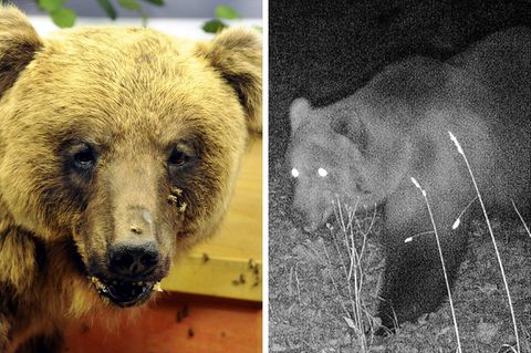 Bär in Bayern entdeckt. Fachleute sind begeistert, Almbauern skeptisch