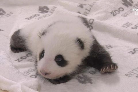 Zoo in Berlin: Pandazwillinge krabbeln in ihrem neuen Kinderbett
