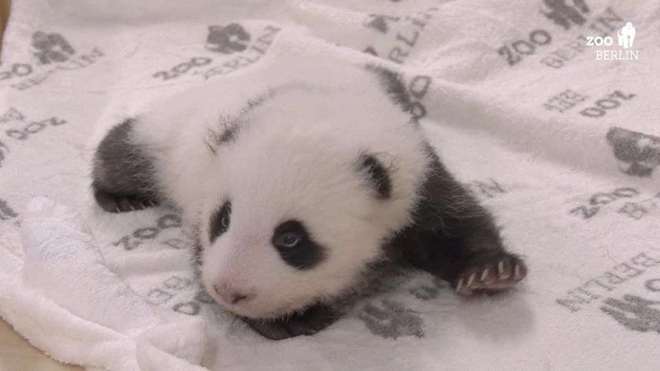 Zoo in Berlin: Pandazwillinge krabbeln in ihrem neuen Kinderbett
