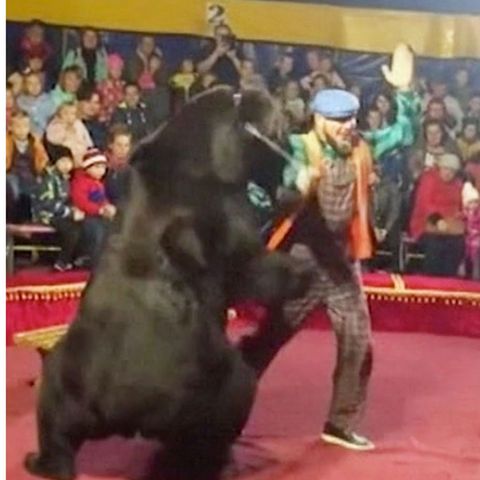 Russland: Zirkus-Bär attackiert Dompteur und springt dann ins Publikum