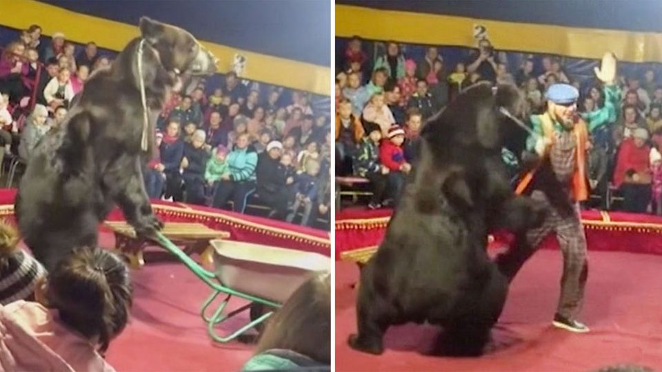 Russland: Zirkus-Bär attackiert Dompteur und springt dann ins Publikum Russland: Zirkus-Bär attackiert Dompteur und springt dann ins Publikum