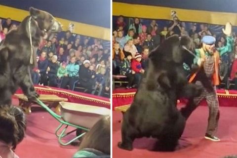 Russland: Zirkus-Bär attackiert Dompteur und springt dann ins Publikum