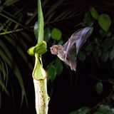 Streaming: Serien Platz 6: Unser Planet Natur in wunderschönen Bildern: Die "BBC"-Serie findet auch bei Netflix Fans. 33 Millionen Mal wurde im letzten Jahr eingeschaltet, um über Wale im Meer, Fledermäuse im Dschungel oder das Treiben in der Savanne zu Staunen.