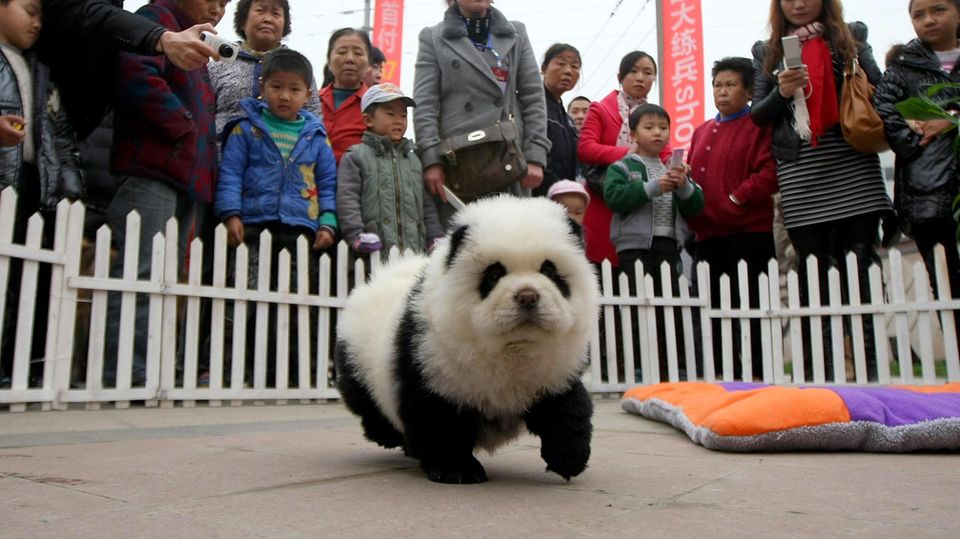 In China können Besitzer ihre Hunde zum Panda färben Tierquälerei