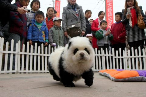 Was aussieht wie ein Pandabär ist allerdings ein Hund. In China könnte das Umfärben von Hunden nun Trend werden. 
