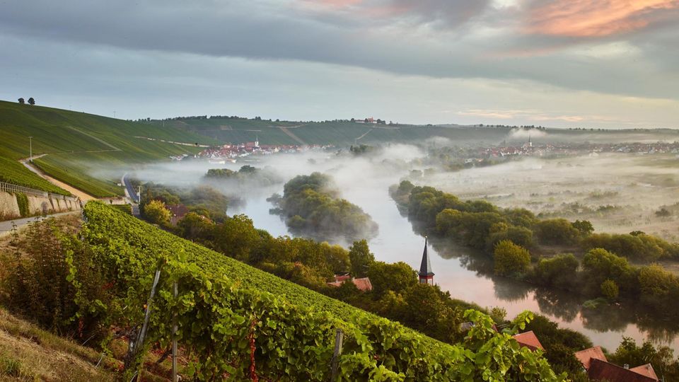 Reise zu Frankens edlen Tropfen: Der Wein vom Main