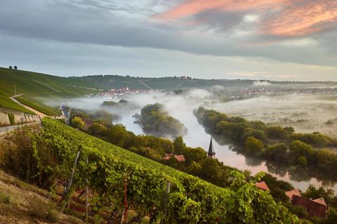 Reise zu Frankens edlen Tropfen: Der Wein vom Main