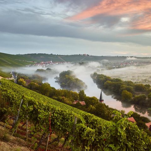 Reise zu Frankens edlen Tropfen: Der Wein vom Main