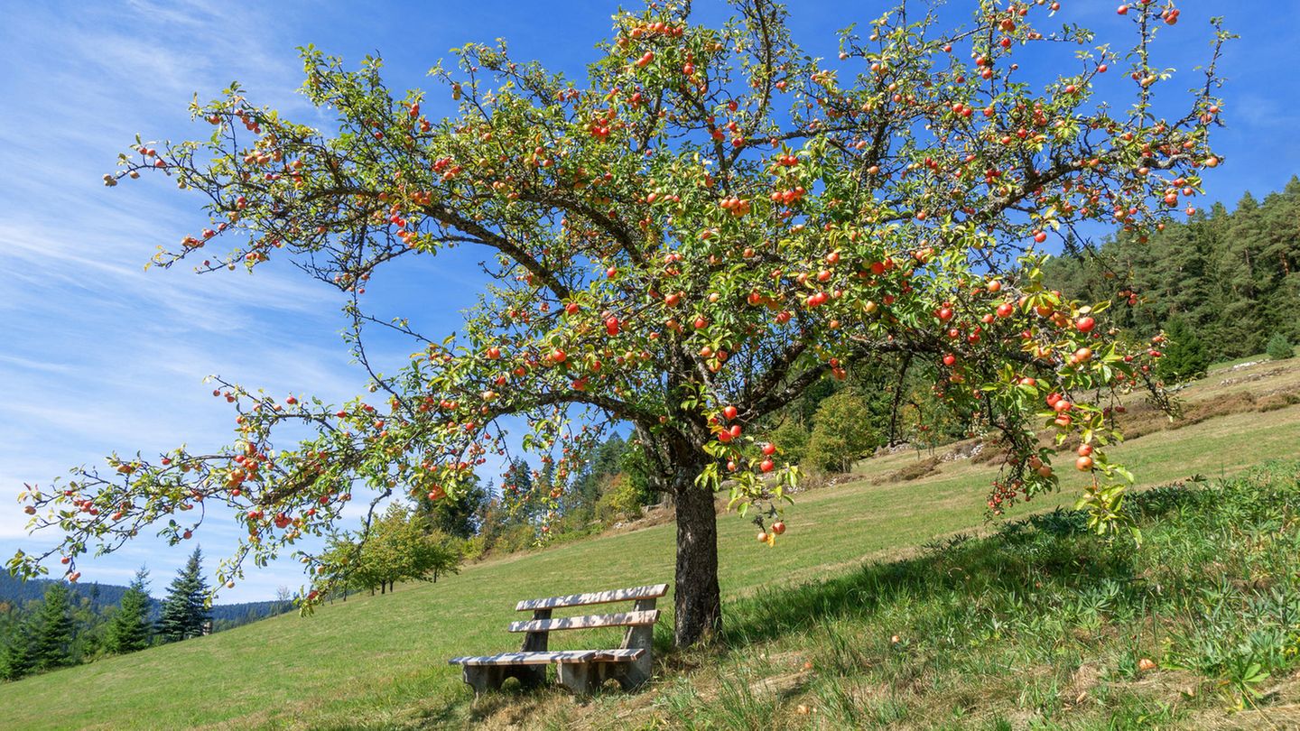 L wie lokale Lokale  Der Apfel fällt nicht weit vom Stamm. Und wer diesen auch im Urlaub auf lokalen Märkten kauft und in lokalen Lokalen lokale Spezialitäten schlemmt, isst und ist nachhaltig. Denn kurze Transportwege verursachen einen deutlich geringeren CO2 -Ausstoß.