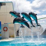 Ja nicht Ja-Sagen  Sollten Einheimische Sie zu Tiershows drängen: Abwinken! Tigerstreicheln, Affentanz und Elefantenreiten sind meist schlicht Tierquälerei.