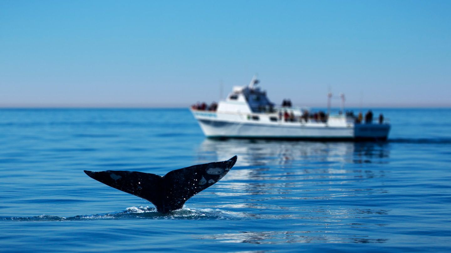 Whale-Watching