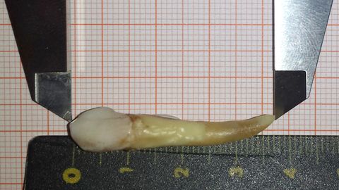 Ein 37,2 Millimeter langer Zahn liegt auf einem Messgerät