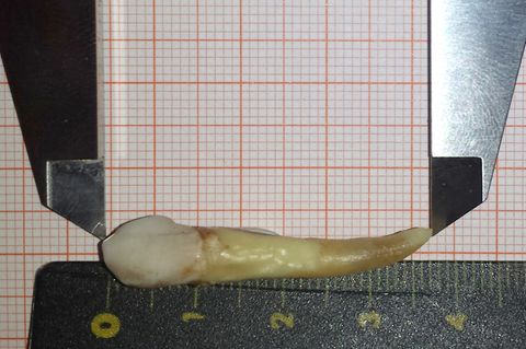 Ein 37,2 Millimeter langer Zahn liegt auf einem Messgerät