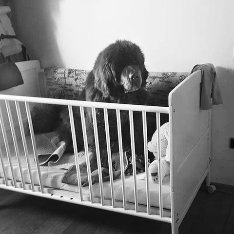 Hündin Emily in einem Kinderbett