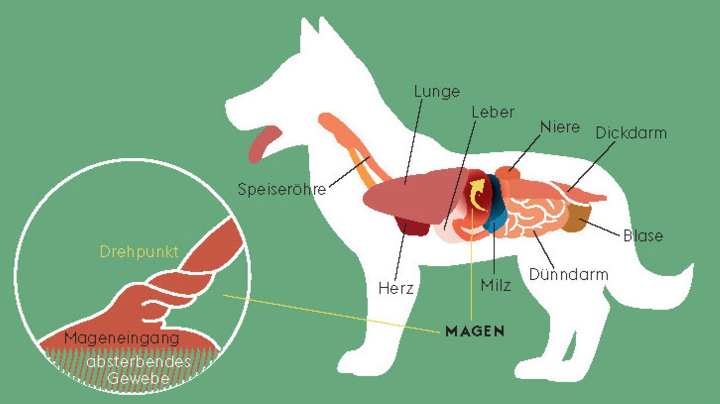 Hund, Erkrankung, Speiseröhre, Magen
