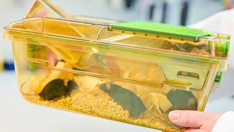 Eine Mitarbeiterin hält einen geschlossenen Behälter mit Mäusen in einem Labor in den Händen