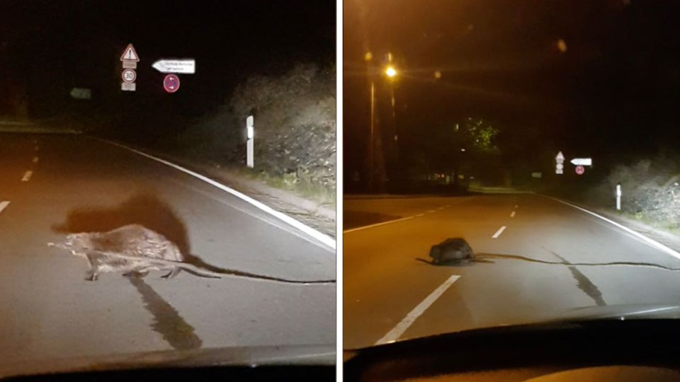 Der Biber versucht den Ast über die Straße zu transportieren