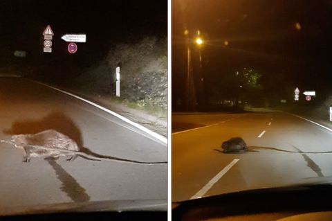 Der Biber versucht den Ast über die Straße zu transportieren