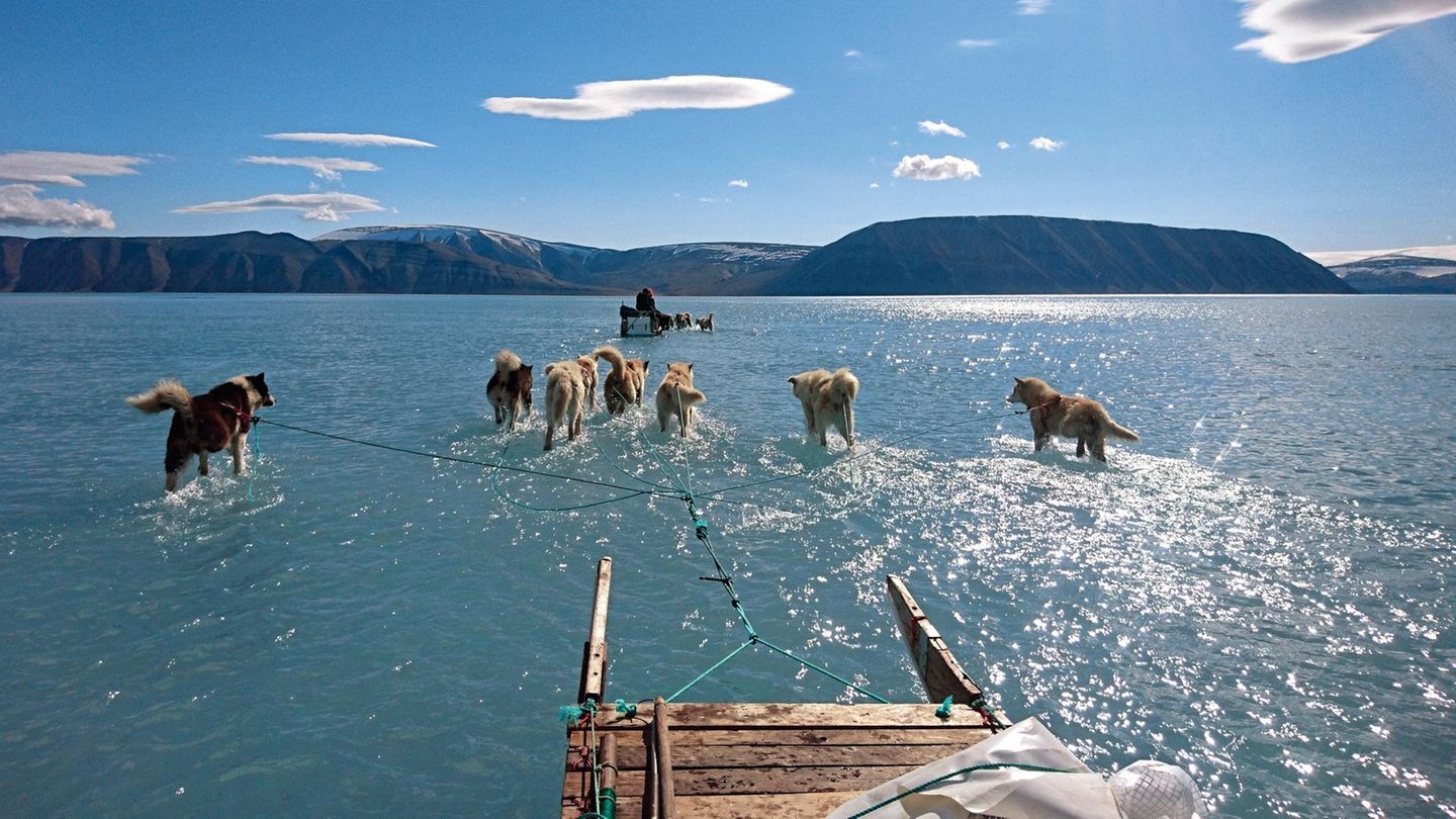 Schlittenhunde laufen über mit Wasser bedecktes Eis in Grönland