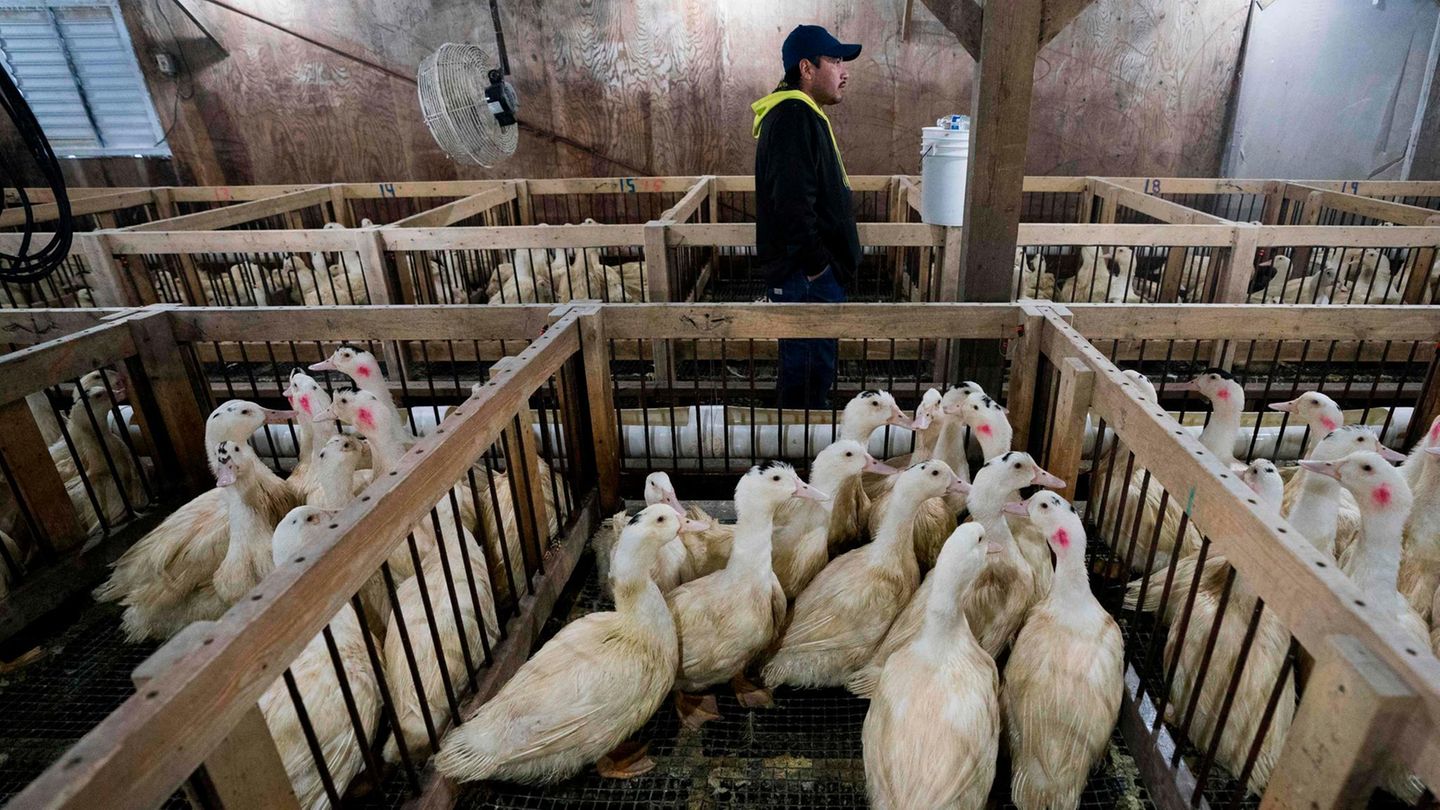 Foie Gras New York Will Den Verkauf Von Stopfleber Ab 2022 Verbieten Stern De