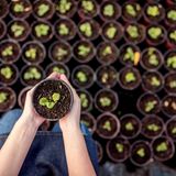 Kleine Setzlinge in der Hand einer Frau