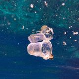 Platikbecher im Gewässer