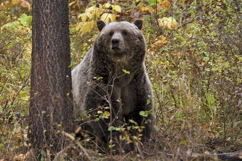 Ein Grizzlybär im US-Bundesstaat Montana (Symbolbild)