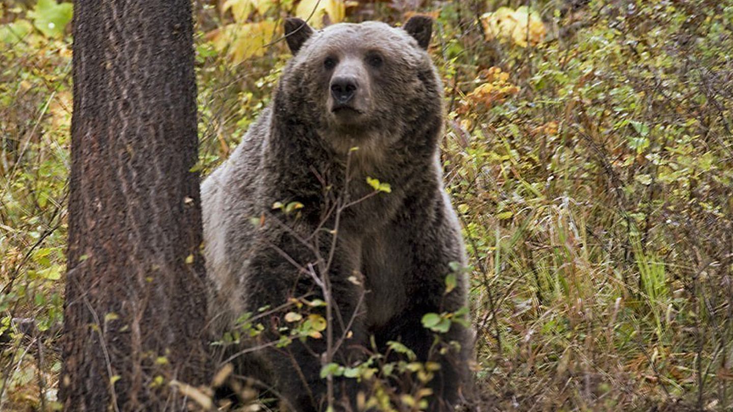 Ein Grizzlybär im US-Bundesstaat Montana (Symbolbild)