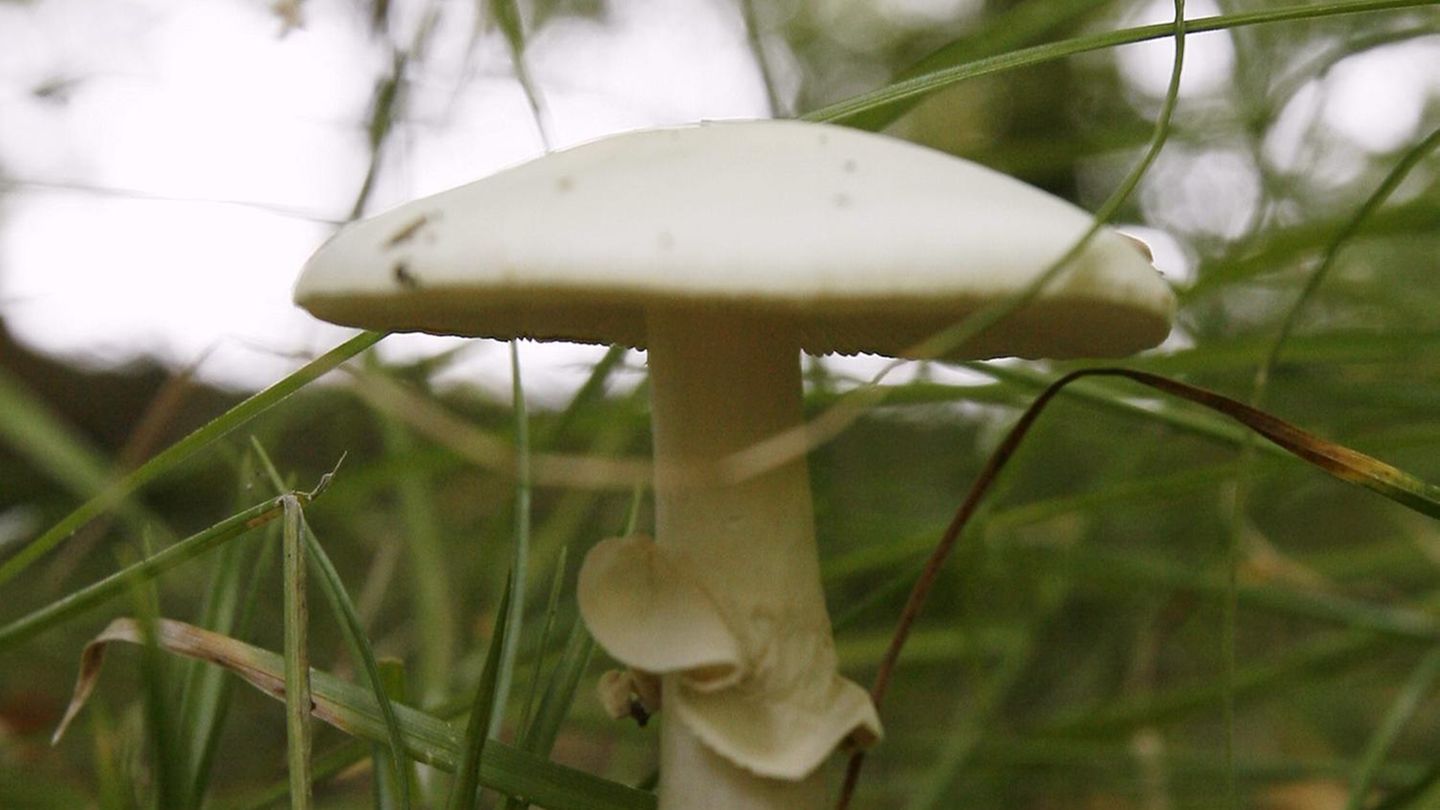 Ein gelber Knollenblätterpilz