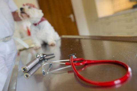 Ein Hund beim Tierarzt (Archivbild)