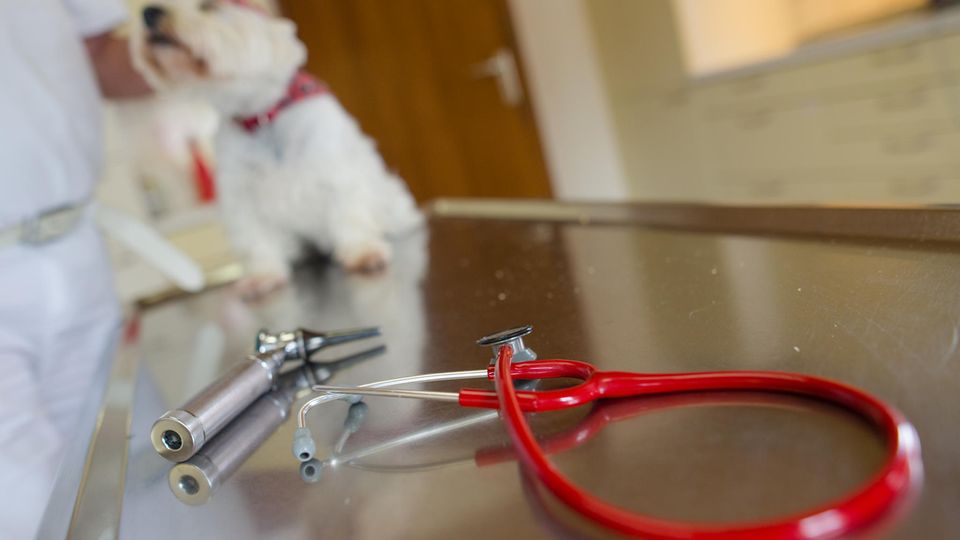 Ein Hund beim Tierarzt (Archivbild)