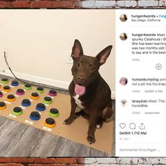 Stella kommuniziert per Soundboard mit ihrer Besitzerin